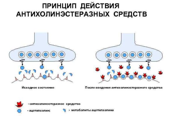 Блэкспрут blacksprute com